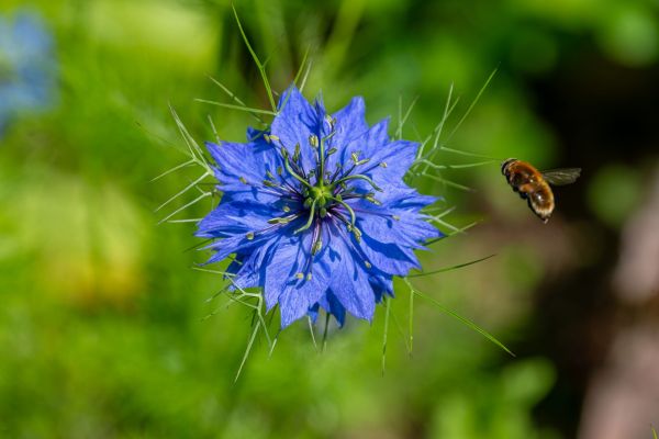 Découvrez notre boutique en ligne, spécialisée dans les soins à base de nigelle